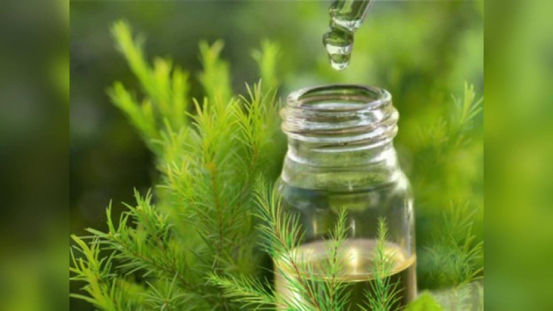 Cẩn trọng với tinh dầu đuổi muỗi