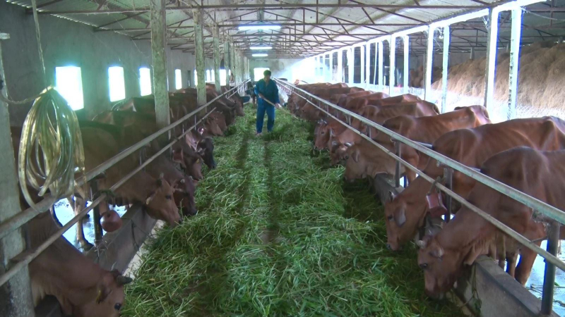 Giảm 50% mức thu phí trong chăn nuôi