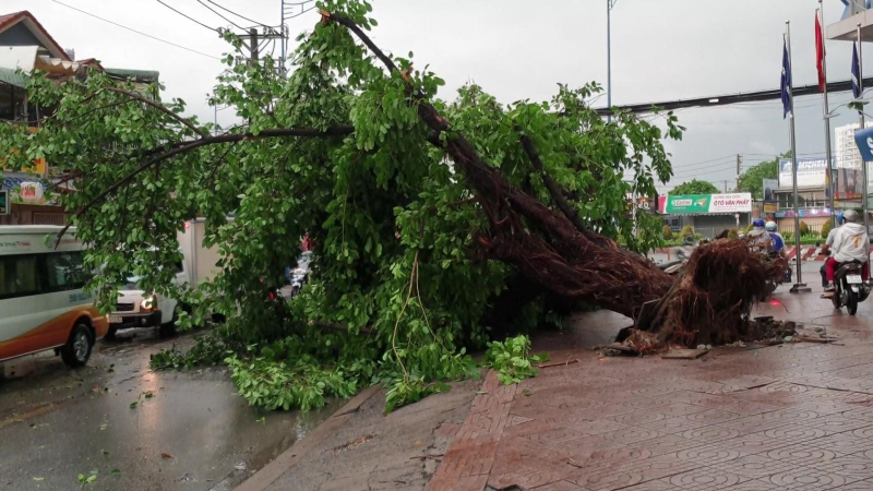 Cây xanh bật gốc, ngã đổ trong mưa giông tại TP. Hồ Chí Minh