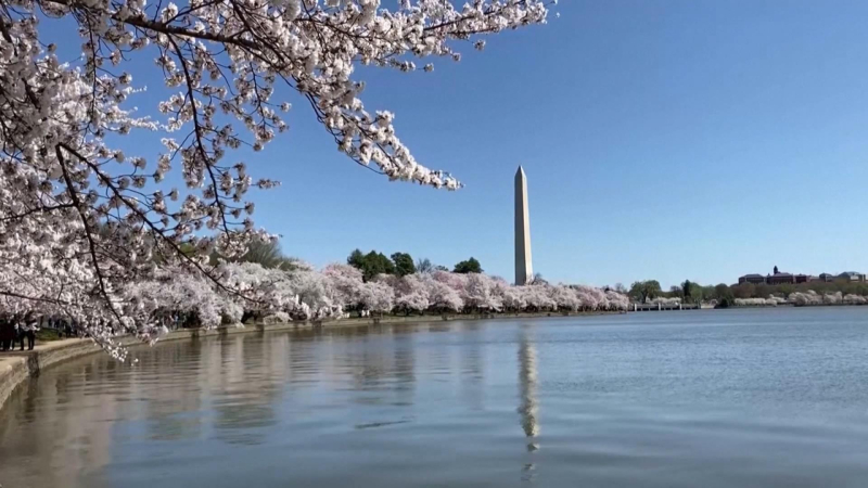 Nỗi lo khi hoa anh đào nở sớm