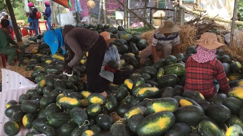 Dưa hấu được mùa, được giá
