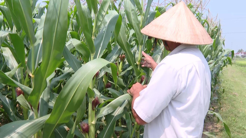 Trồng giống Bắp kháng bệnh sâu keo