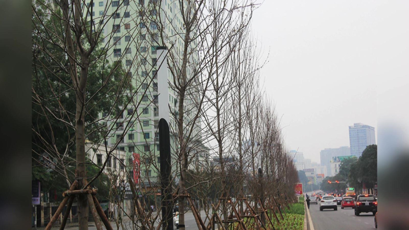 Hà Nội bỏ toàn bộ cây phong lá đỏ