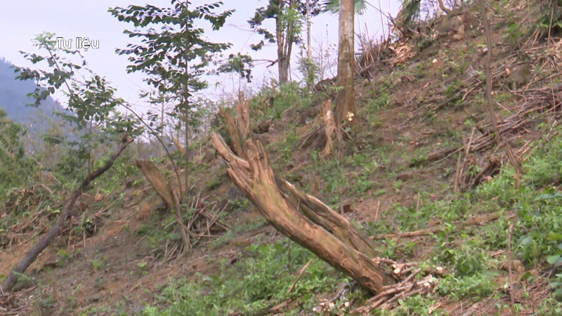 Kỷ luật cán bộ để xảy ra chặt phá rừng đặc dụng