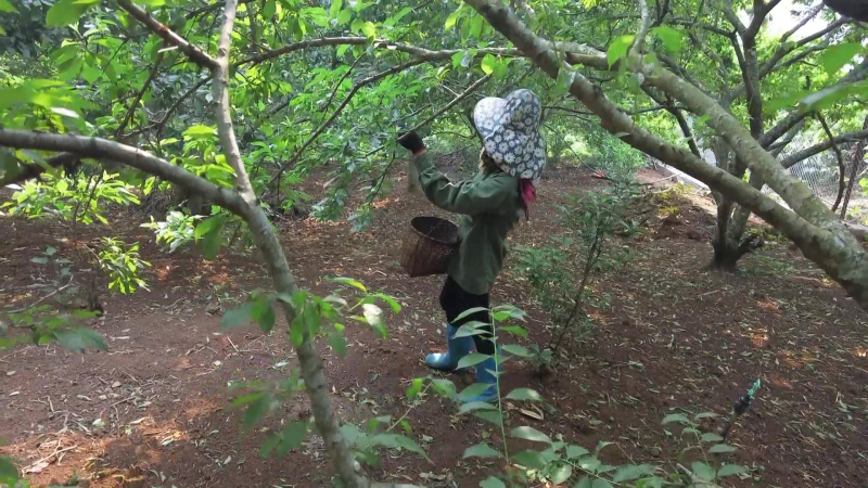 Mận Tam Hoa Chiềng Cọ vào mùa