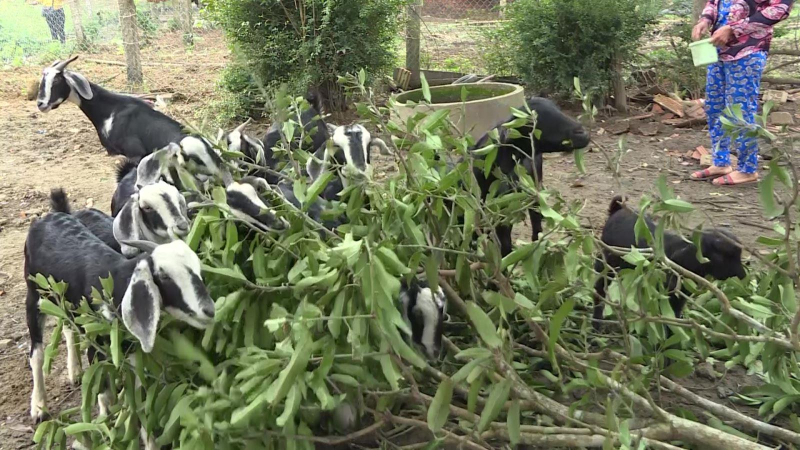 Những mô hình kinh tế hiệu quả ở miền núi