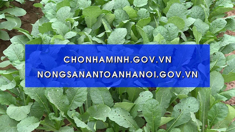 Tổ chức chuỗi cung ứng Thương mại điện tử cho nông sản