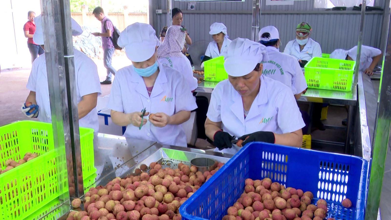 Đưa vải thiều lên sàn thương mại điện tử