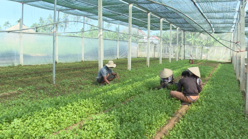 Giúp nông dân tiêu thụ nông sản