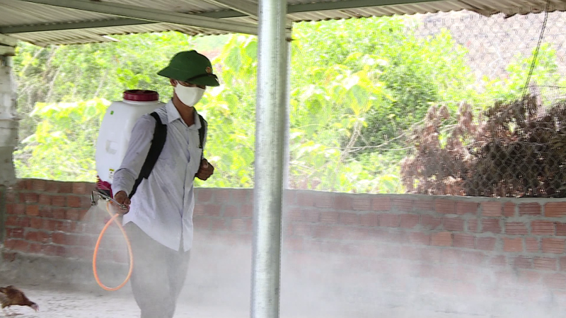 Phòng chống cúm gia cầm H5N8