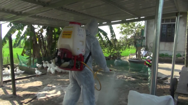 Khẩn trương phòng, chống cúm gia cầm độc lực cao