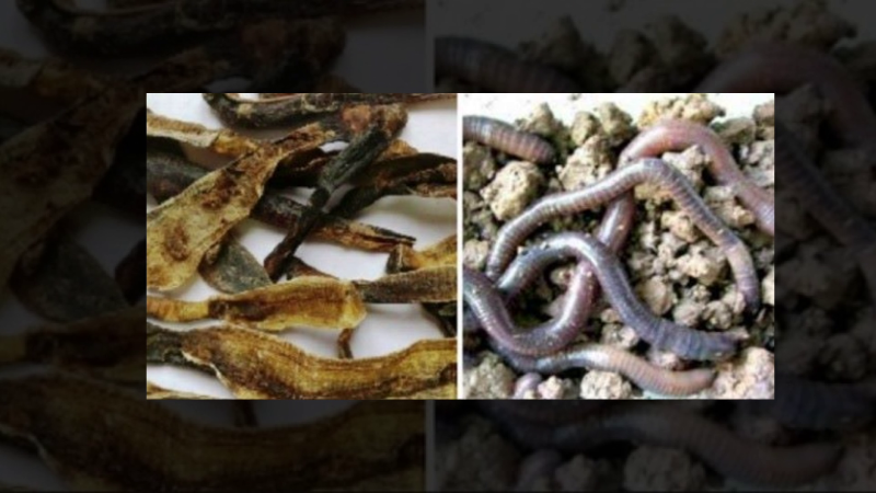 Bộ Y tế b&aacute;c th&ocirc;ng tin địa long điều trị COVID-19