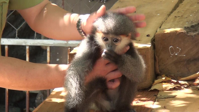 Bàn giao Vọoc chà vá chân xám cho vườn quốc gia Cúc Phương