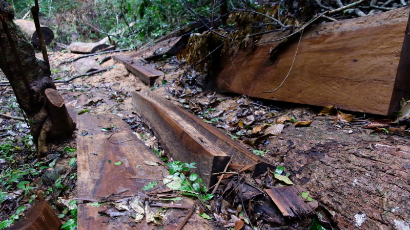 Khởi tố vụ án phá rừng nguyên sinh ở Lâm Đồng