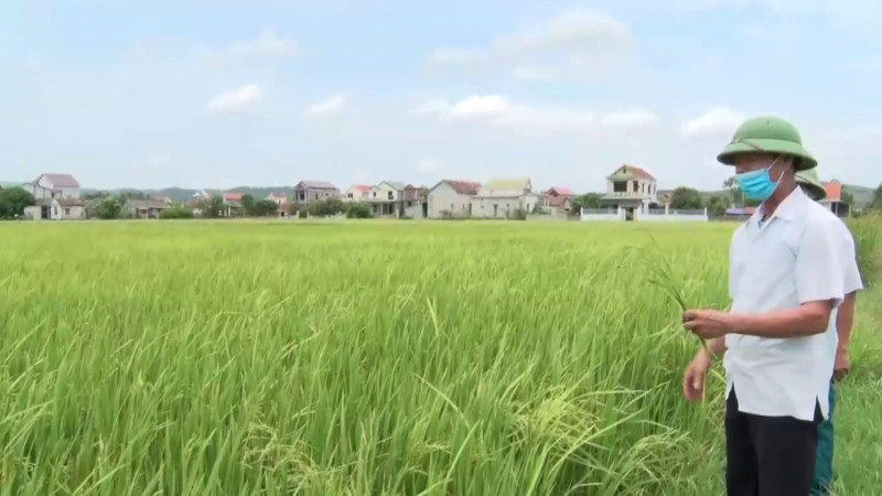 Nông dân thiệt hại nặng do giống lúa kém chất lượng