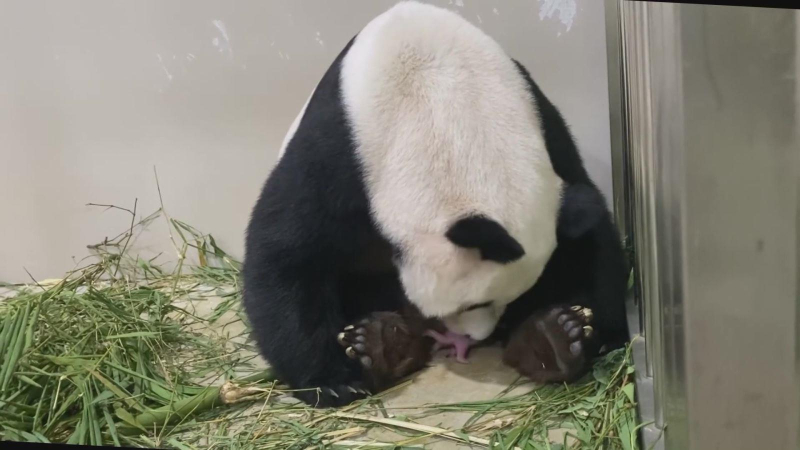 Cá thể gấu trúc đầu tiên ra đời ở Singapore