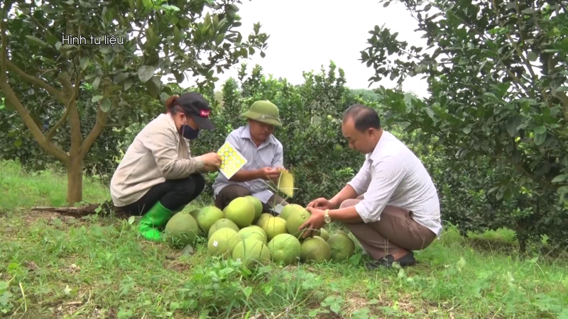 Bưởi Phúc Trạch sắp lên sàn thương mại điện tử