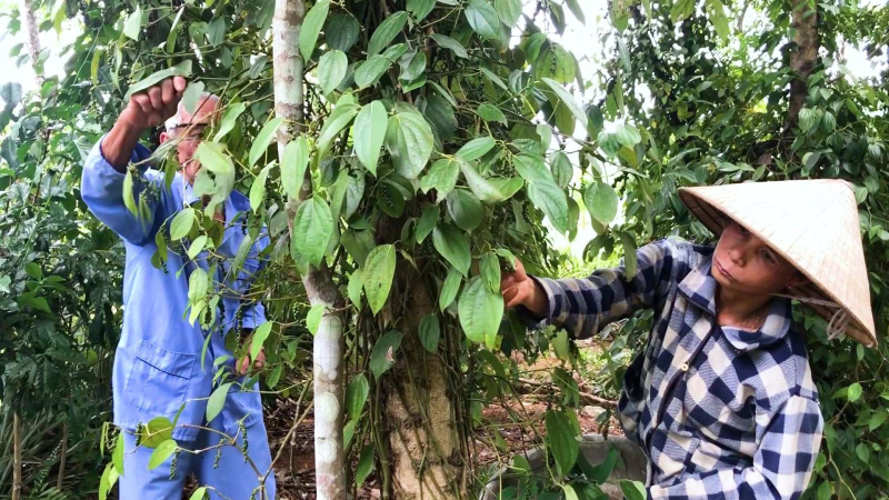 NỖ LỰC VƯỢT QUA NỖI ĐAU DA CAM