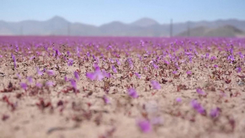 Hoa nở ở sa mạc Atacama kh&ocirc; cằn nhất thế giới