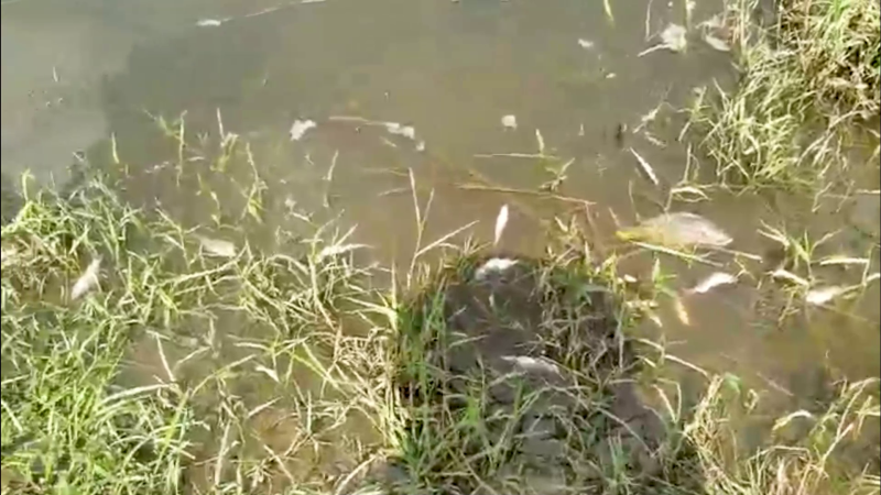 Cá chết bất thường, vịt ăn cá cũng chết theo