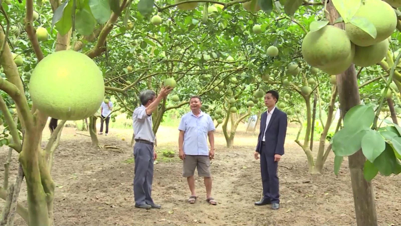 Bưởi Soi Hà được cấp chứng nhận chỉ dẫn địa lý