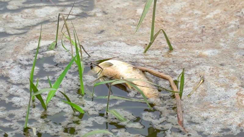 Cá chết chưa rõ nguyên nhân ở sông Hầm Giang