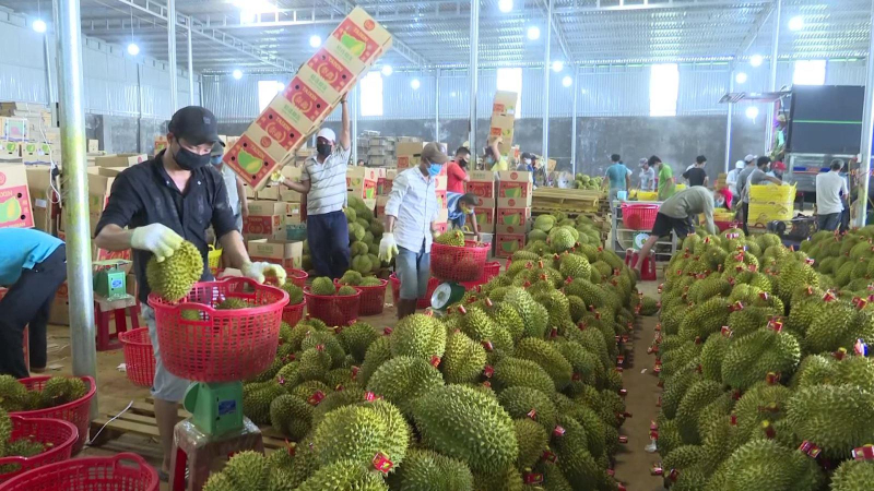 Sầu riêng Ri6 của Việt Nam 'phủ sóng' thị trường Australia