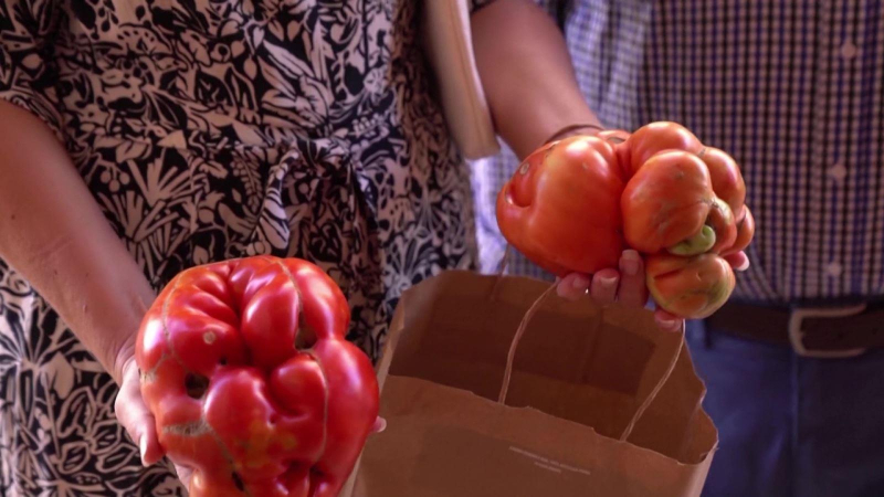 Tây Ban Nha trao giải “quả cà chua xấu nhất”