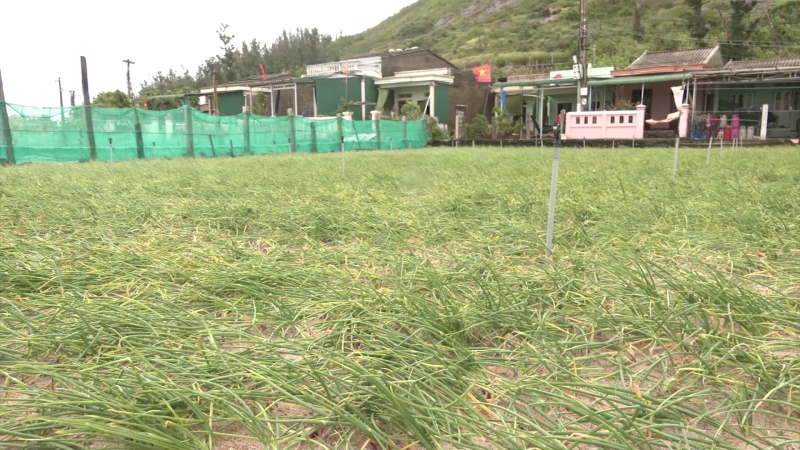 Nguy cơ mất trắng vụ hành Thu Đông ở Lý Sơn