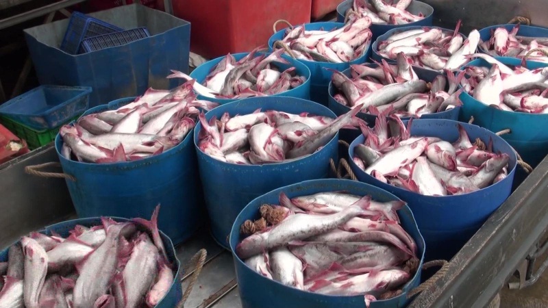 Đẩy mạnh xuất khẩu cá tra sang thị trường Mexico