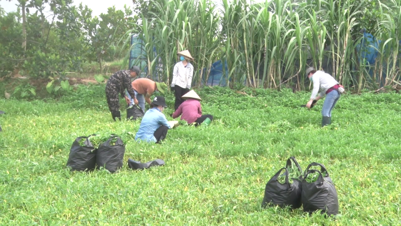 Những chuyến xe rau 0 đồng