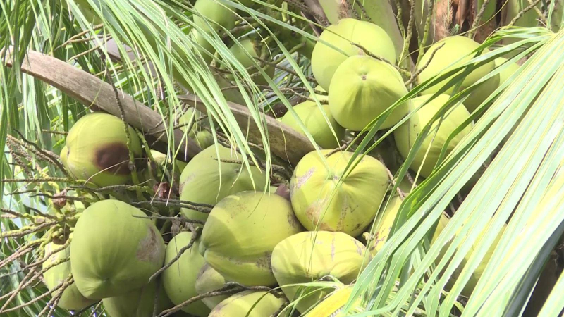 Dừa sáp Trà Vinh lần đầu đến Australia