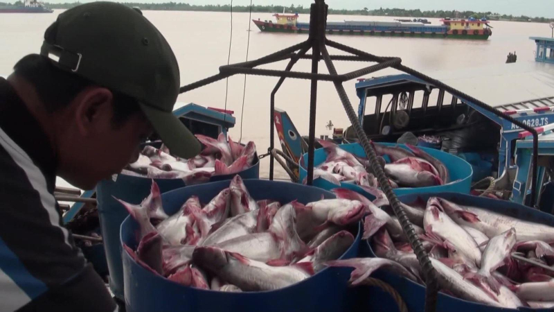 Cá tra tăng giá mạnh nhất tại thị trường Mỹ