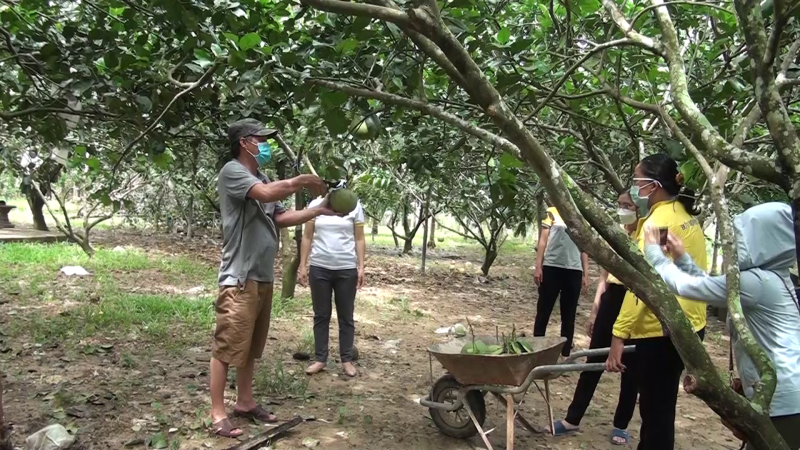 Hỗ trợ tiêu thụ bưởi cho nông dân