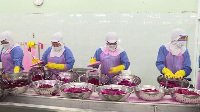 Xuất khẩu rau quả vượt khó về đích