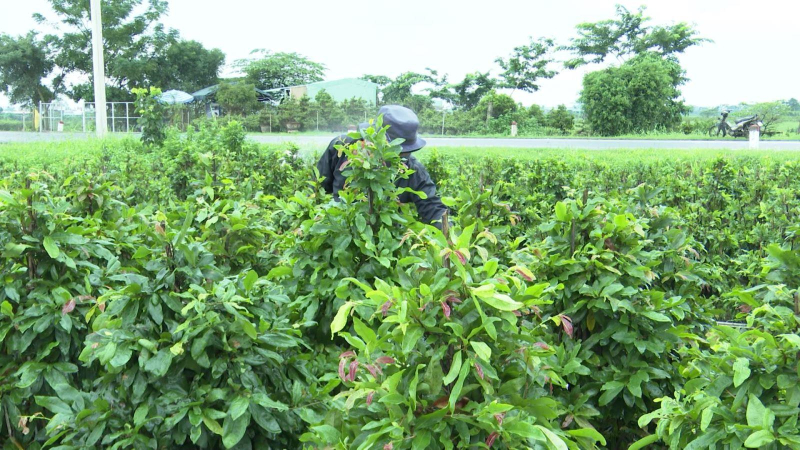 Mai vàng An Nhơn khó khăn vụ Tết