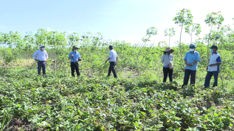 Tập trung phòng trừ bệnh Virus khảm lá mì