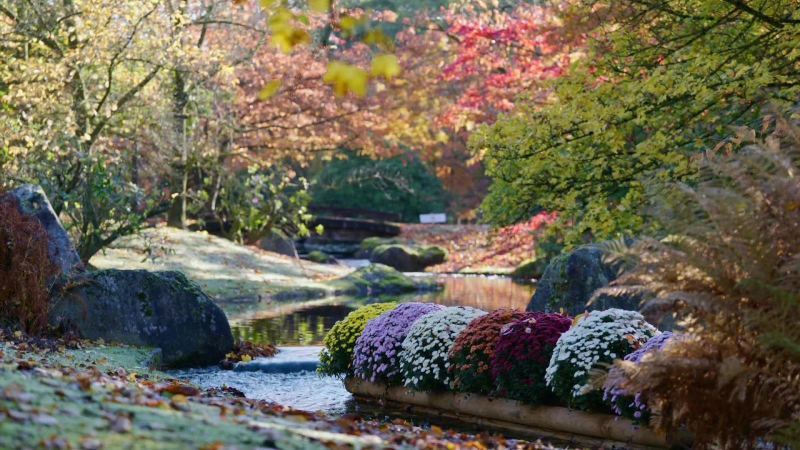 Mùa thu ở vườn Nhật Bản lớn nhất châu Âu