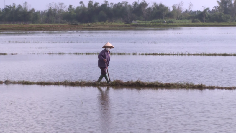 Gần 6,800 ha lúa bị ngập úng do mưa lớn