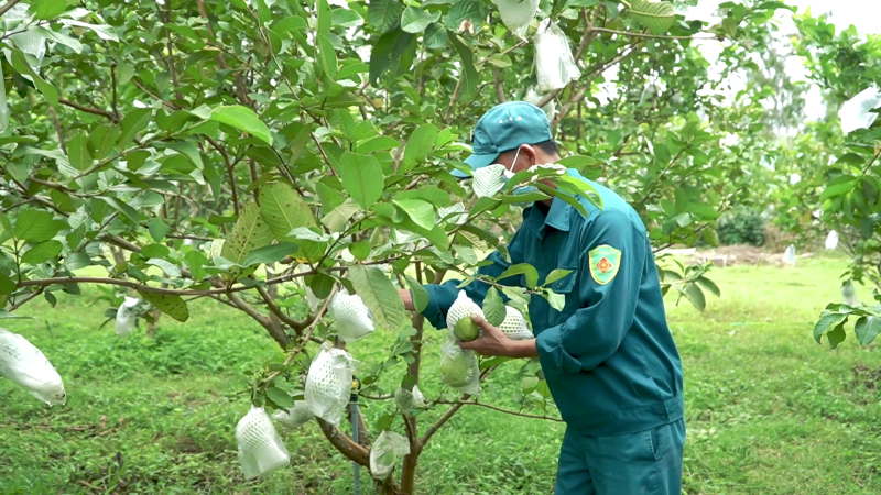 Tổ hợp t&aacute;c sản xuất v&agrave; ti&ecirc;u thụ n&ocirc;ng sản Thanh Ni&ecirc;n