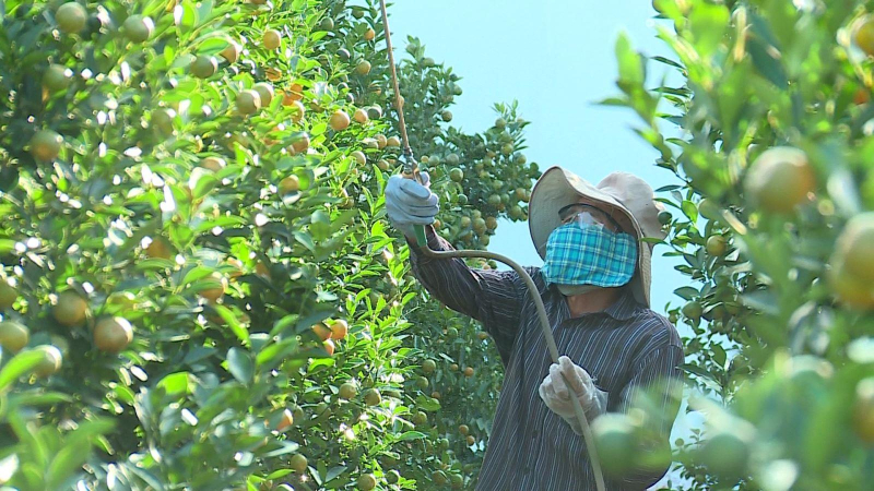 Thủ phủ Quất cảnh Hội An lo thất thu vụ Tết