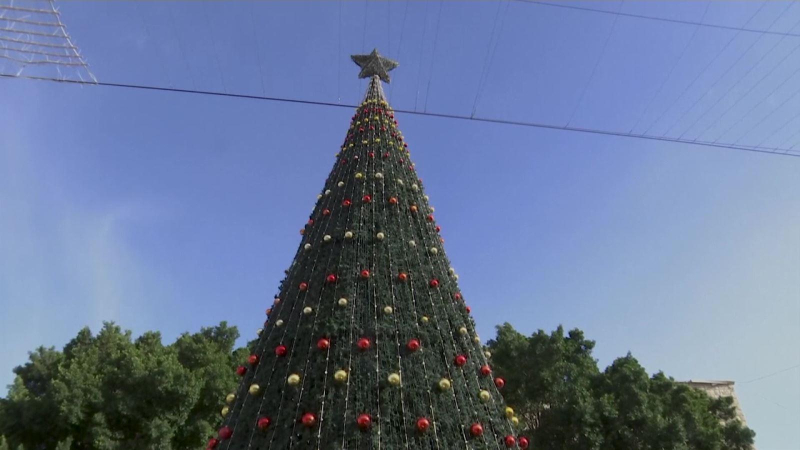 Cây thông khổng lồ tại Bethlehem