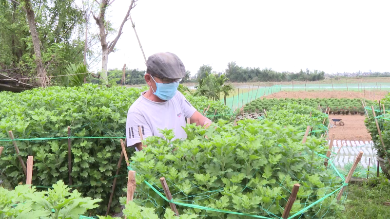 Chăm hoa tết, chờ người đặt cọc mua hoa