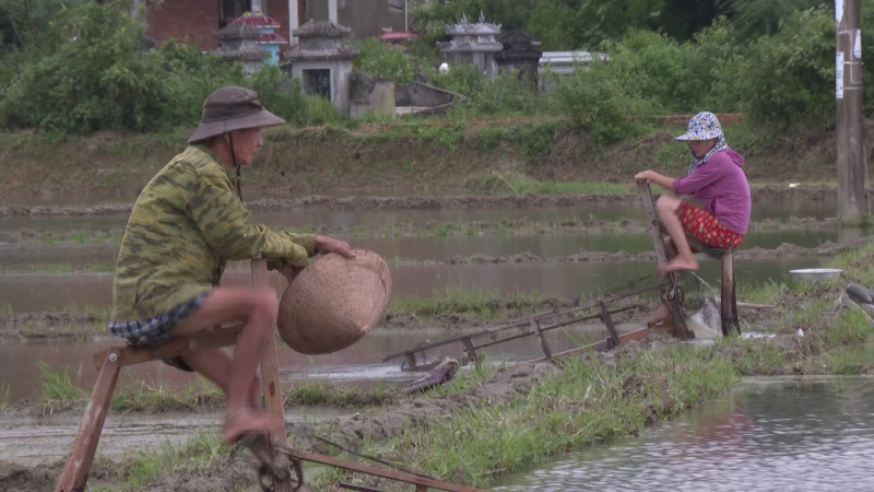 Cứu lúa vừa sạ bị ngập do ảnh hưởng của bão số 9