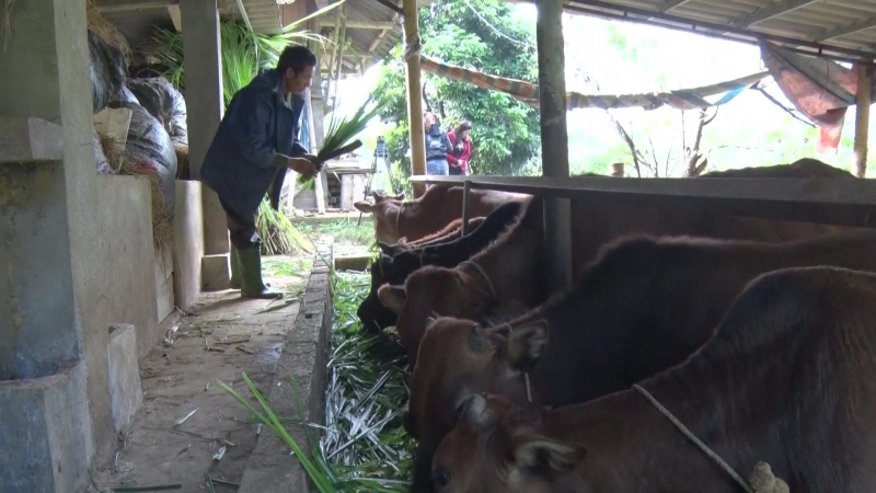 Hỗ trợ người dân chống rét cho gia súc