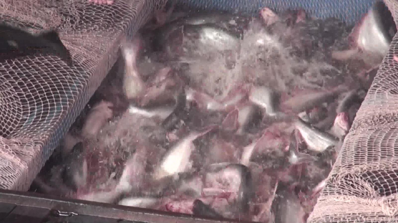 Dự báo thiếu nguyên liệu cá tra cho chế biến