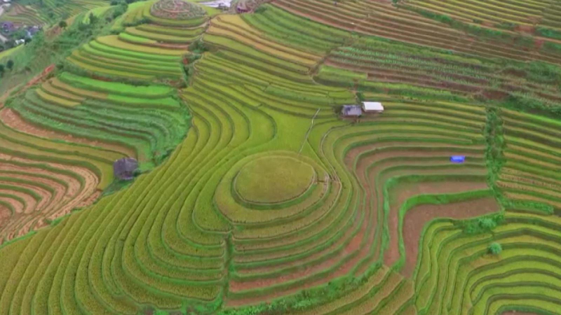 Ruộng bậc thang Mù Cang Chải lên báo Pháp