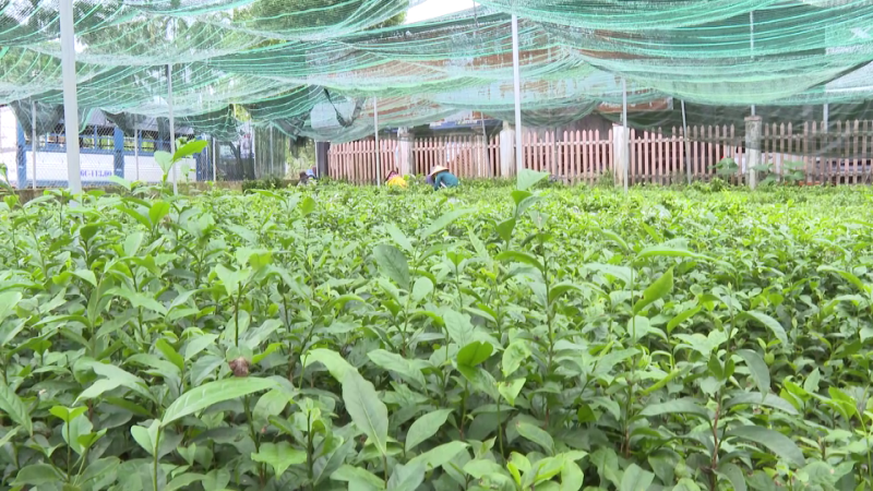 Minh Long hỗ trợ đồng bào trồng mới 50ha chè