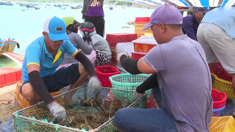 Giá tôm hùm tăng cao nhất 3 năm