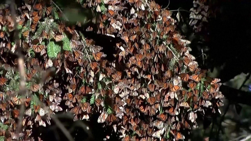 Tráng lệ bướm vua tránh rét